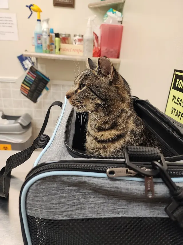 Morristown Animal Hospital — customer photo 1