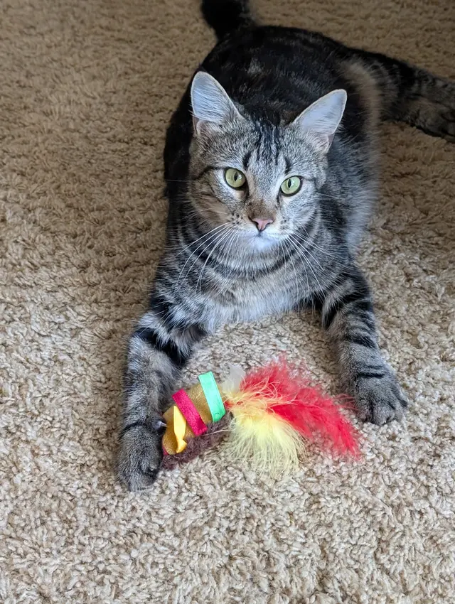 Morristown Animal Hospital — customer photo 6