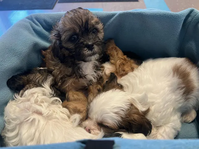Morristown Animal Hospital — customer photo 8