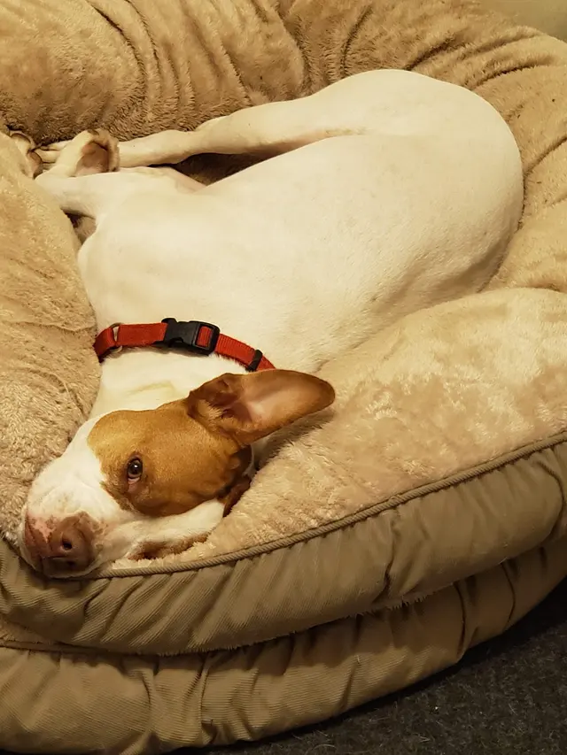 Morristown Animal Hospital — customer photo 11