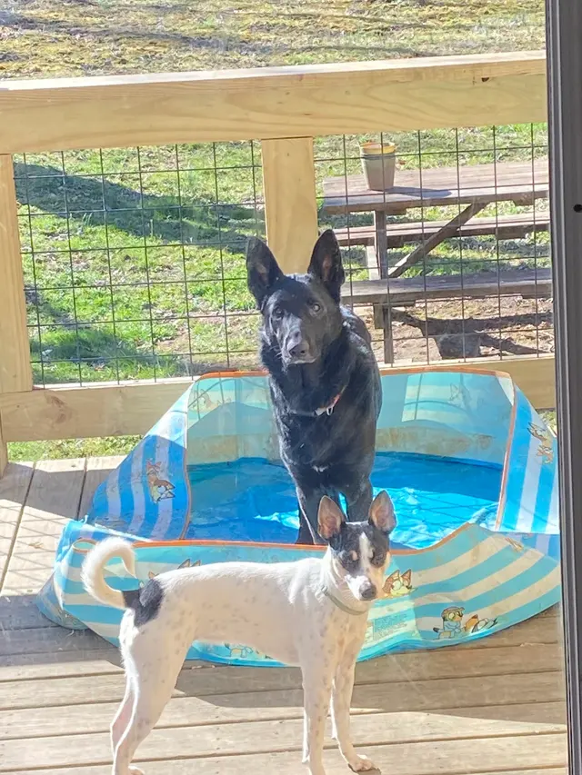 Morristown Animal Hospital — customer photo 9