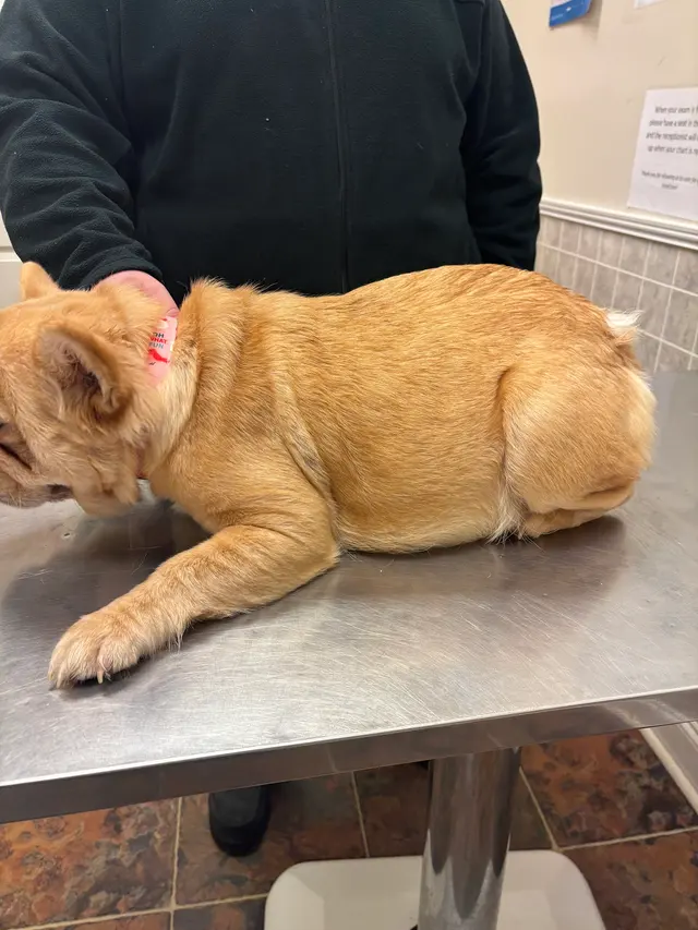 Morristown Animal Hospital — customer photo 5