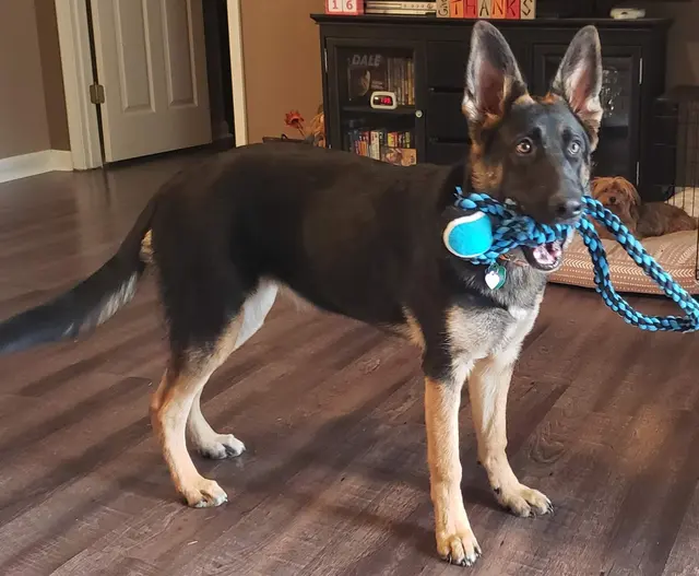 Moyers Veterinary Hospital — customer photo 11