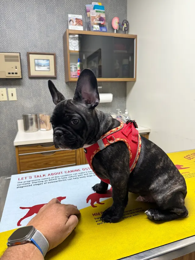 Moyers Veterinary Hospital — customer photo 3