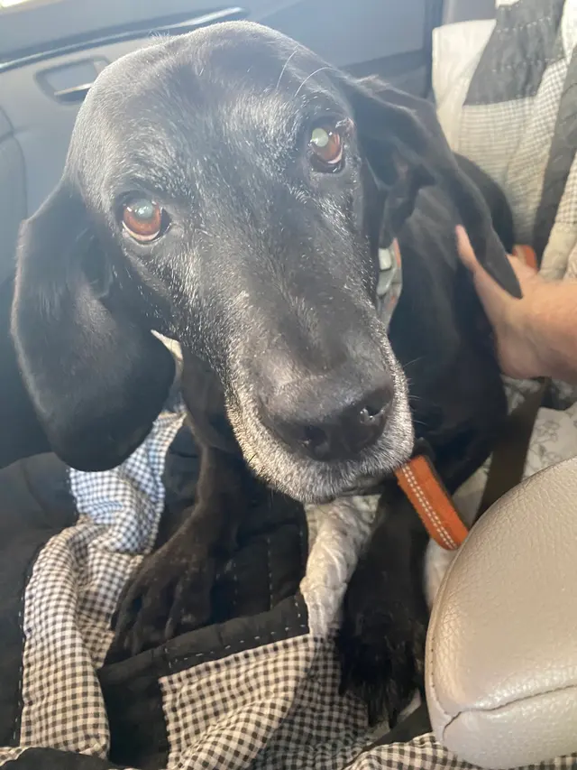 Moyers Veterinary Hospital — customer photo 1