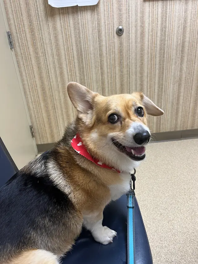 Moyers Veterinary Hospital — customer photo 10