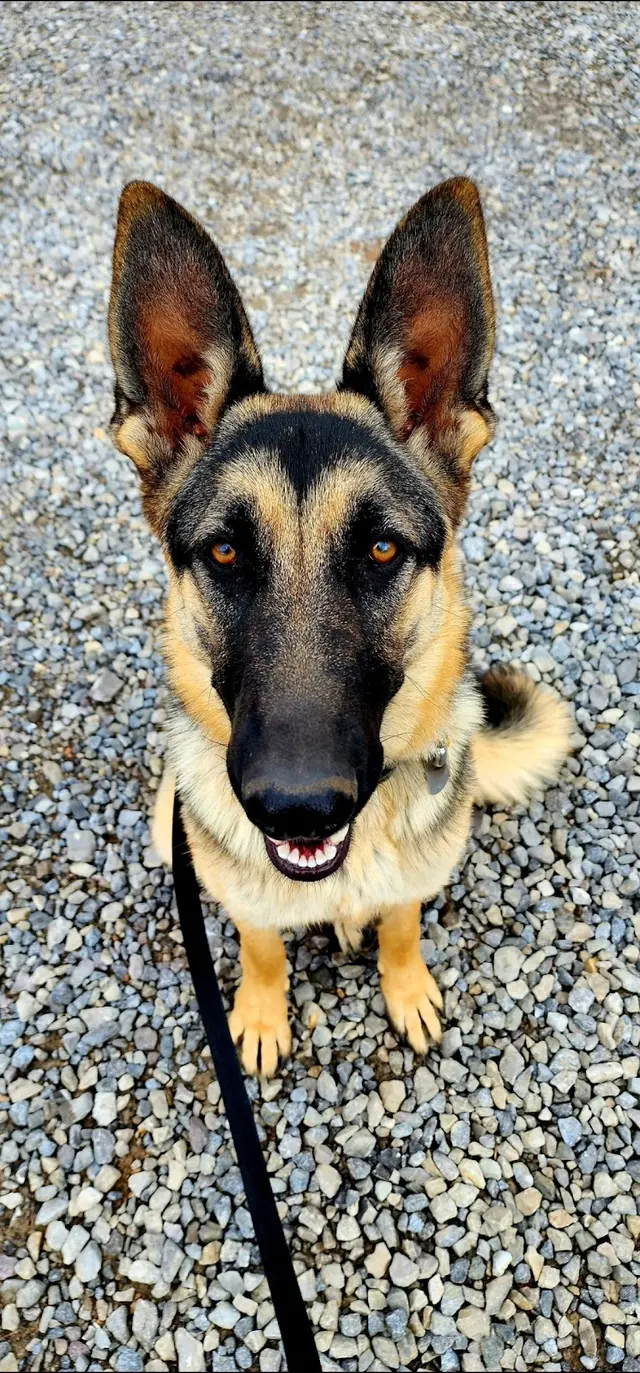 Moyers Veterinary Hospital — customer photo 12