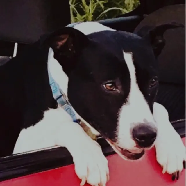 Customer photo of work by Moyers Veterinary Hospital, from myra Keller's review