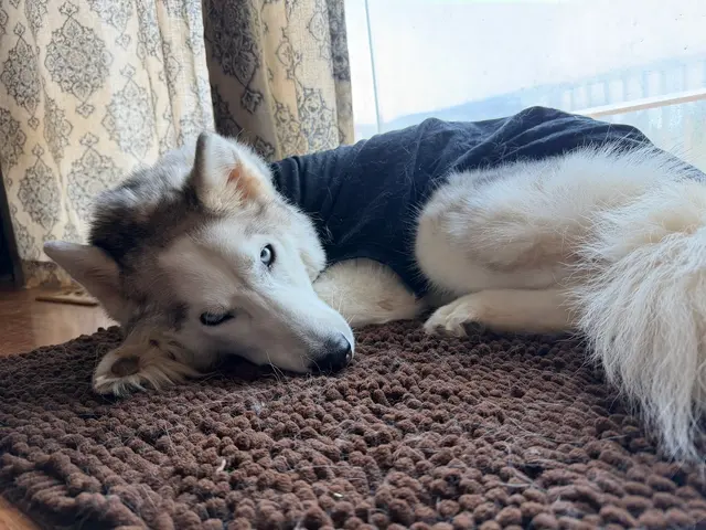 Moyers Veterinary Hospital — customer photo 2