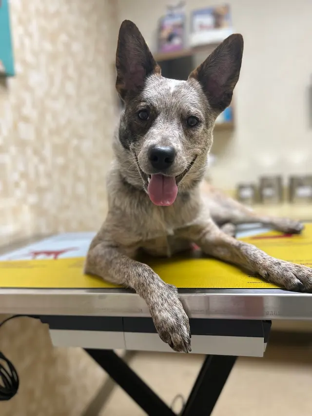 Moyers Veterinary Hospital — customer photo 8