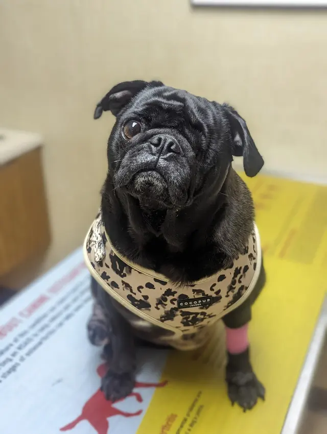 Moyers Veterinary Hospital — customer photo 4