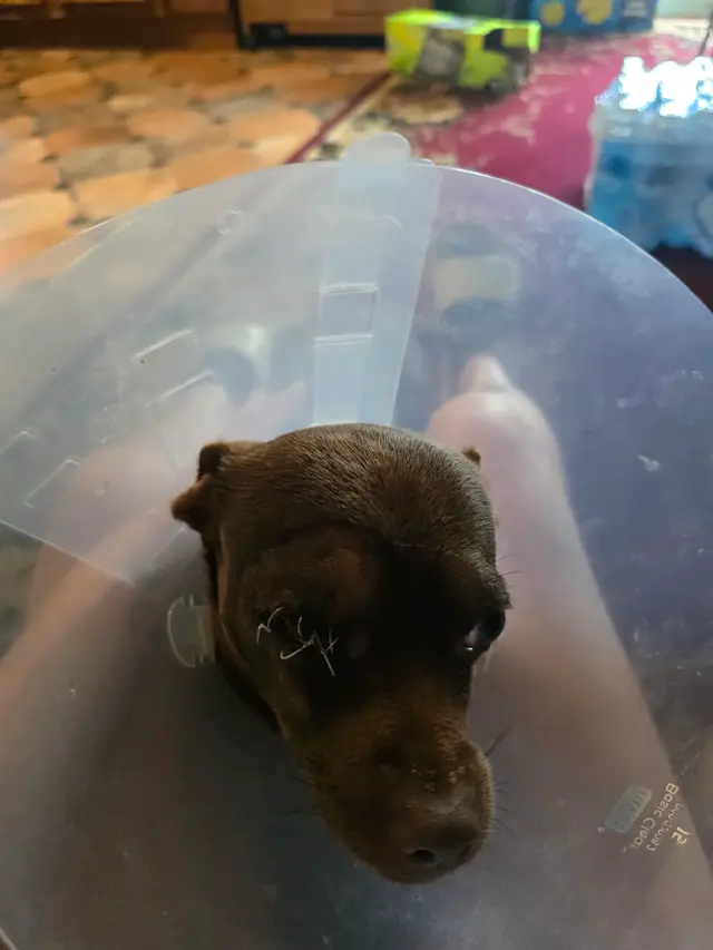 Moyers Veterinary Hospital — customer photo 9