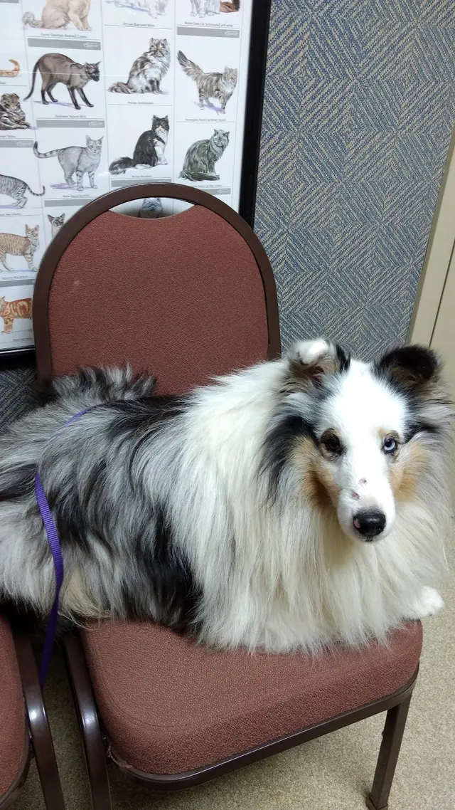 Moyers Veterinary Hospital — customer photo 7