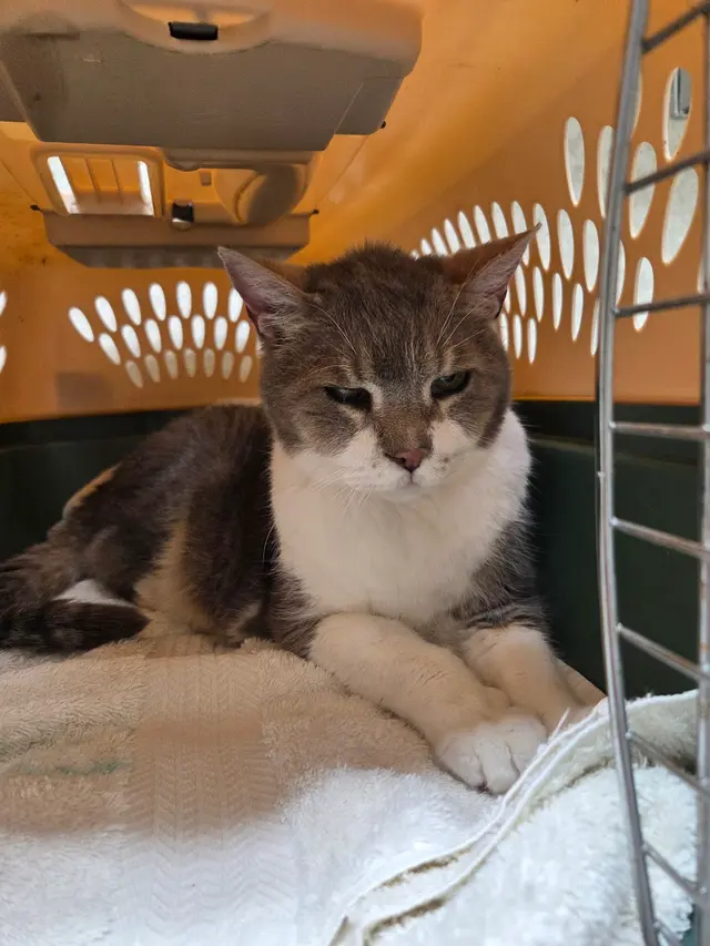 Southern Care Veterinary Hospital — customer photo 2