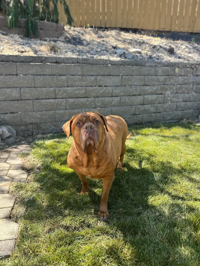 Wine Country Landscaping — customer photo 12