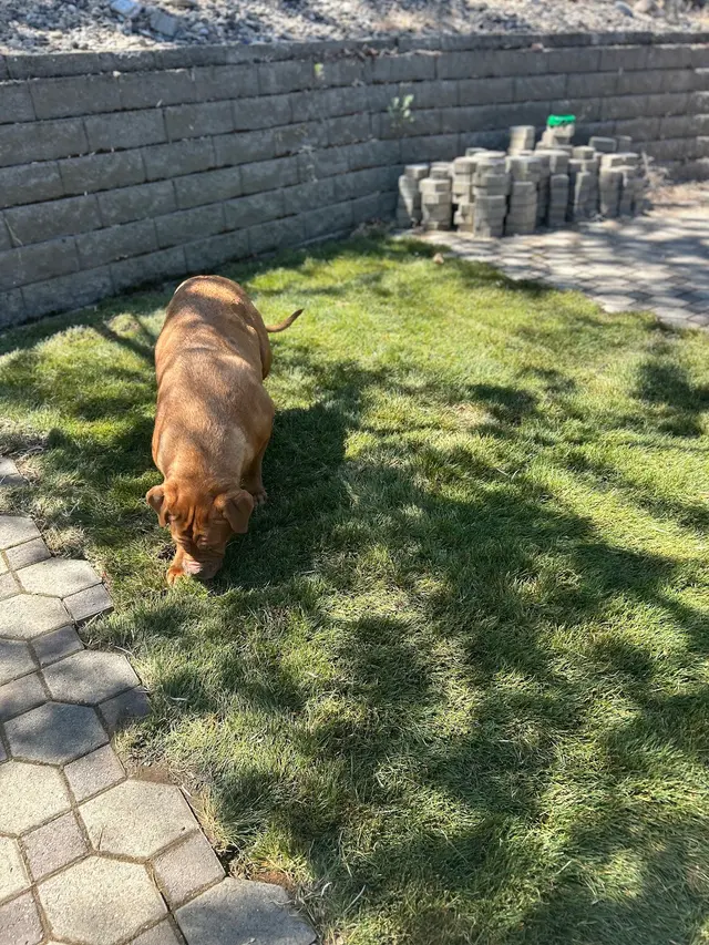 Wine Country Landscaping — customer photo 3