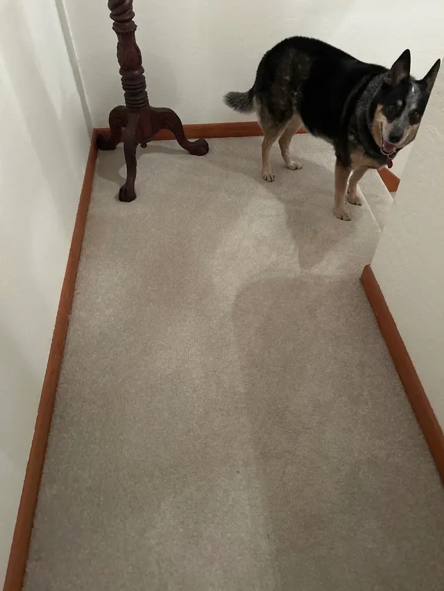Albemarle Fabric & Floor Care — customer photo 9