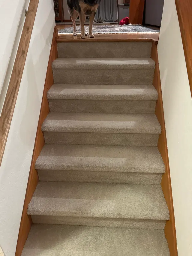 Albemarle Fabric & Floor Care — customer photo 12