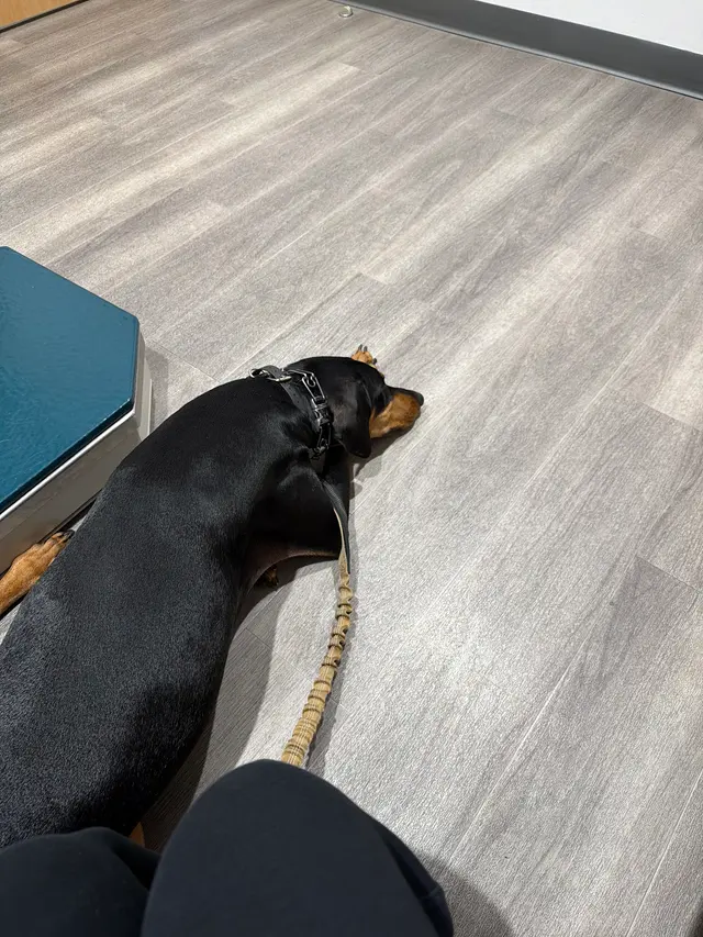 South Park Animal Hospital — customer photo 9