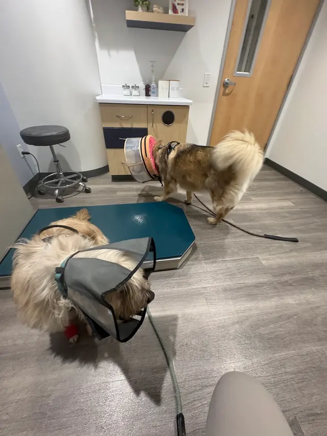 Customer photo of work by South Park Animal Hospital, from Shai-Lyng Cheng's review
