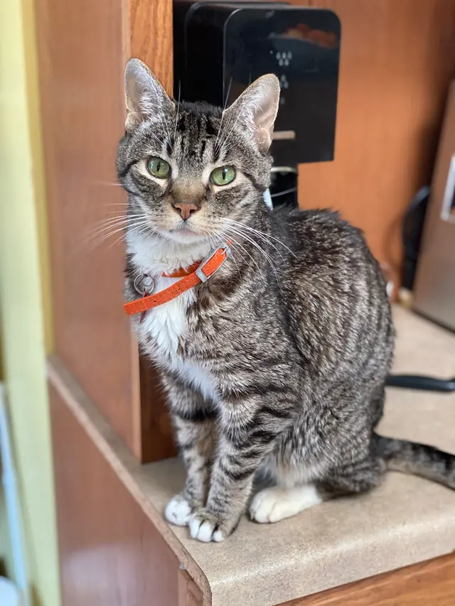 San Francisco Pet Hospital — customer photo 7