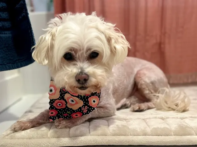 San Francisco Pet Hospital — customer photo 5