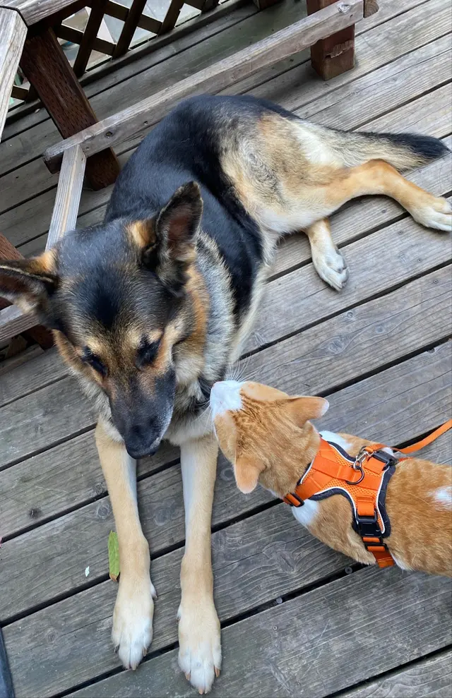 San Francisco Pet Hospital — customer photo 4