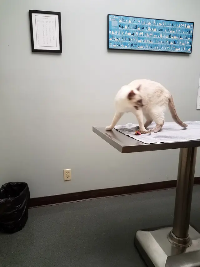 San Francisco Pet Hospital — customer photo 8