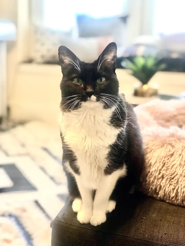 San Francisco Pet Hospital — customer photo 9