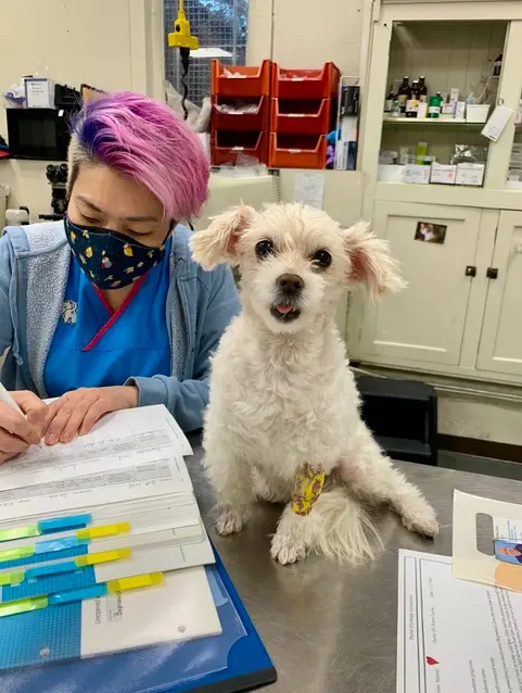 San Francisco Pet Hospital — customer photo 3