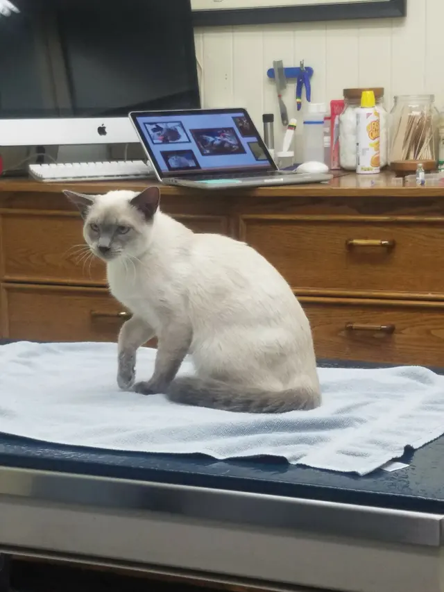 San Francisco Pet Hospital — customer photo 11