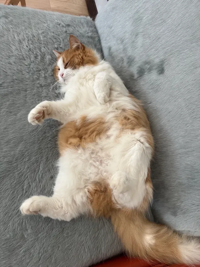 Seven Hills Veterinary Hospital — customer photo 10