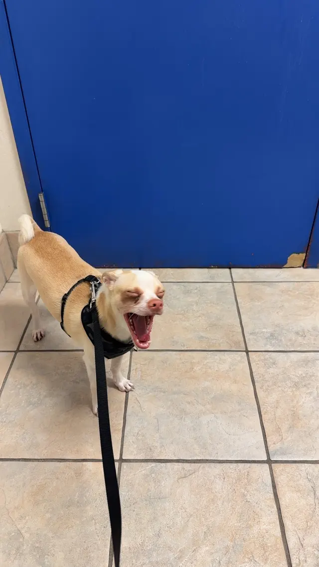 Seven Hills Veterinary Hospital — customer photo 8