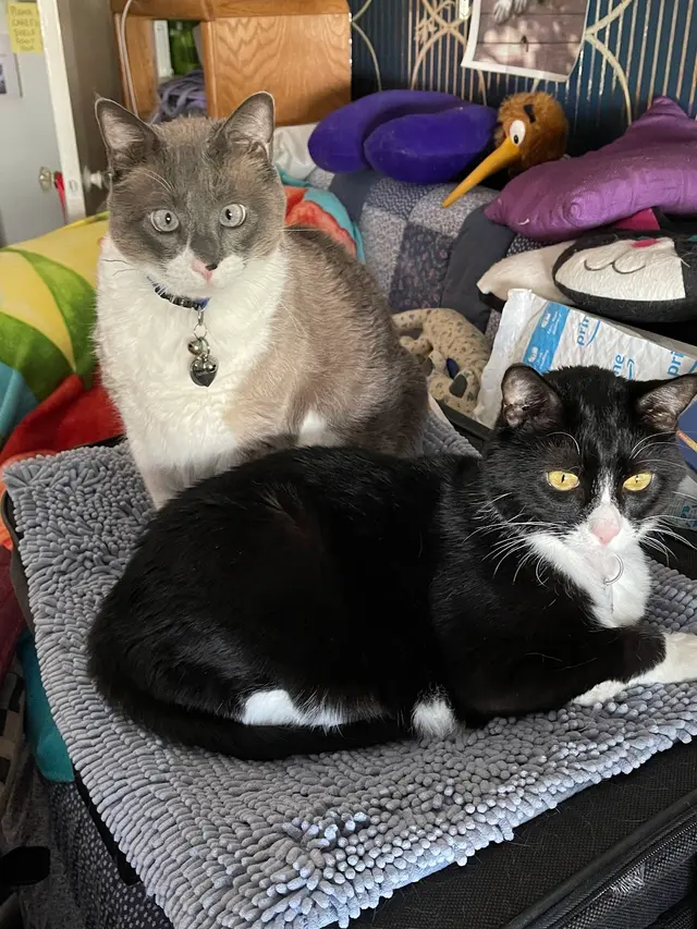 Seven Hills Veterinary Hospital — customer photo 3