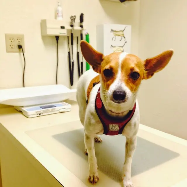 Seven Hills Veterinary Hospital — customer photo 4