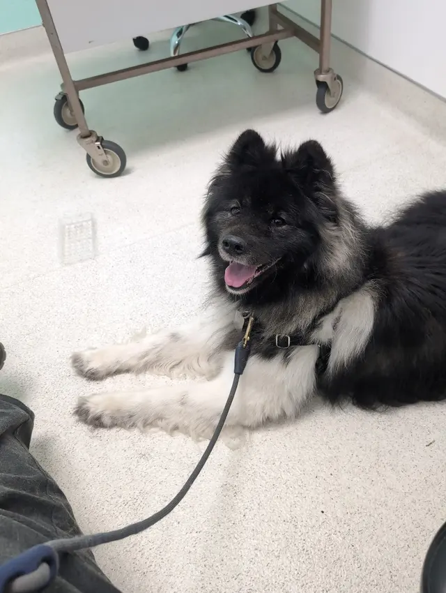 San Francisco SPCA Community Veterinary Clinic — customer photo 10