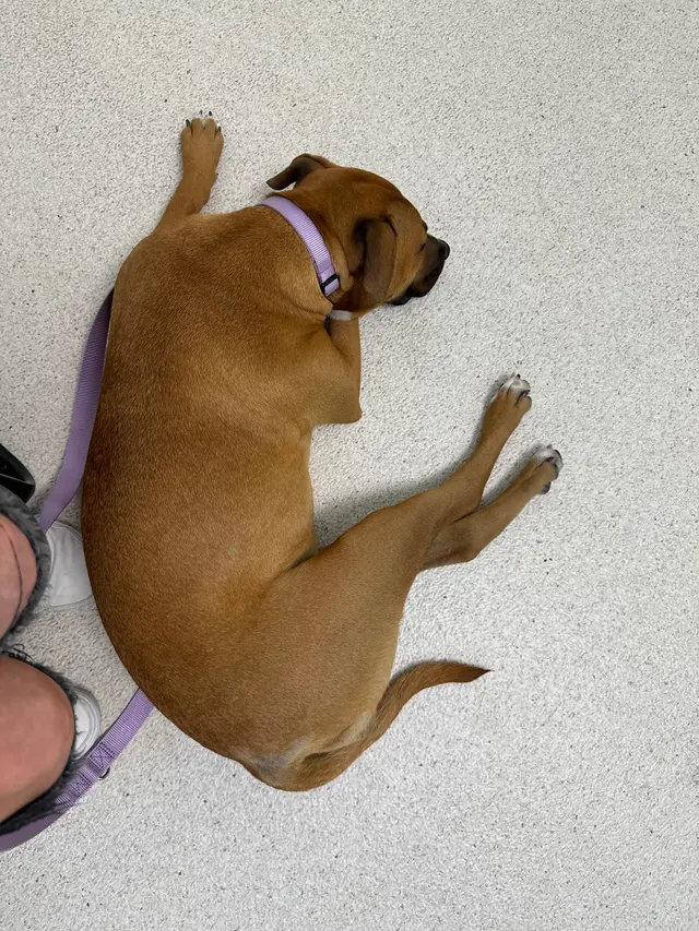 San Francisco SPCA Community Veterinary Clinic — customer photo 12