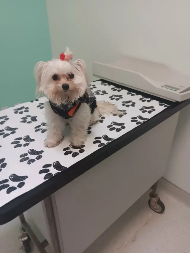 San Francisco SPCA Community Veterinary Clinic — customer photo 5