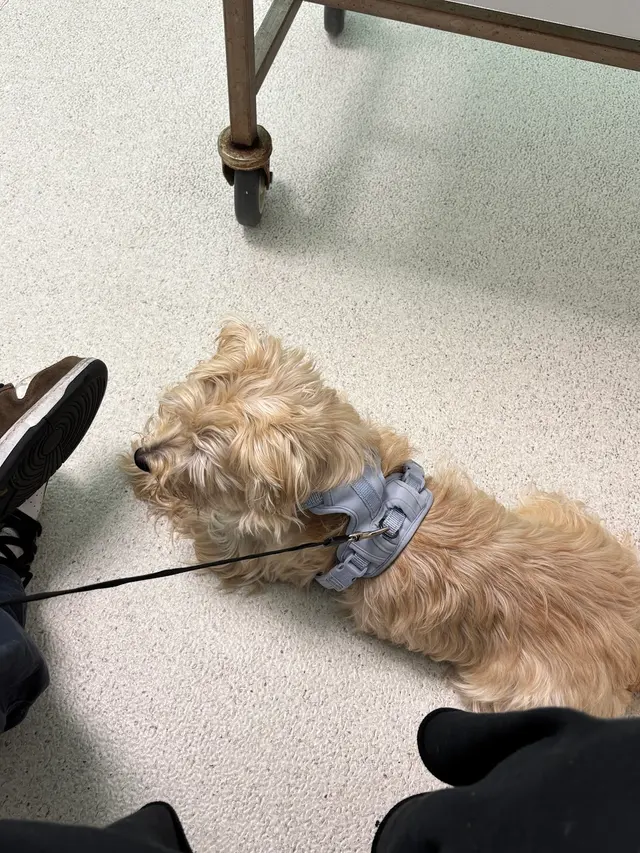 San Francisco SPCA Community Veterinary Clinic — customer photo 8