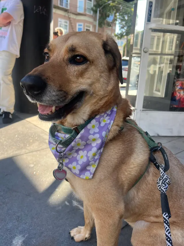 San Francisco SPCA Community Veterinary Clinic — customer photo 2