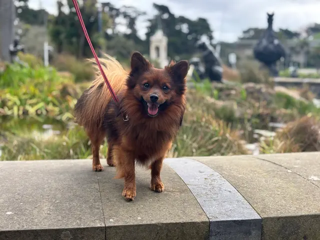 San Francisco SPCA Community Veterinary Clinic — customer photo 7