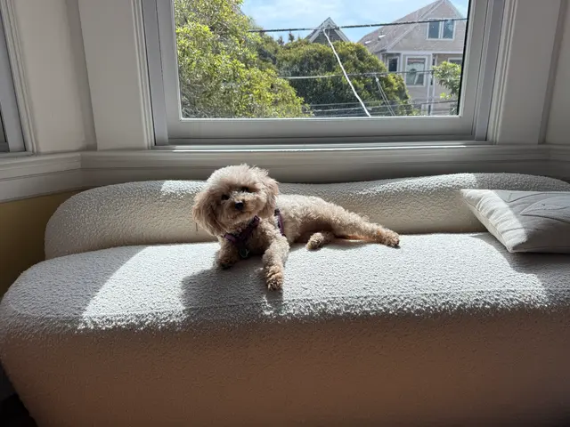 Arguello Pet Hospital — customer photo 11