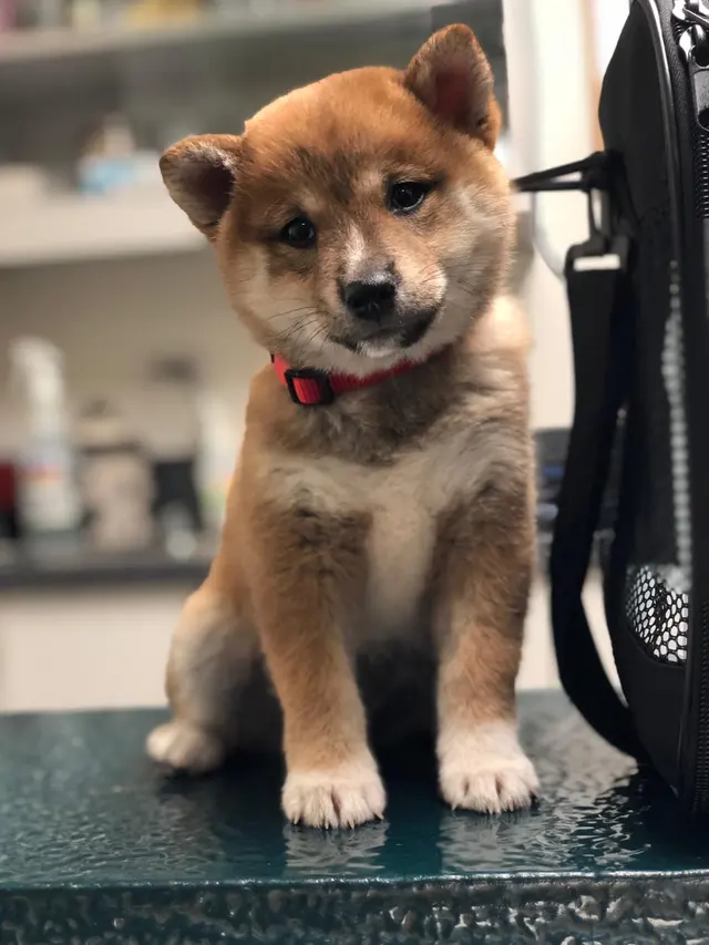 Arguello Pet Hospital — customer photo 9