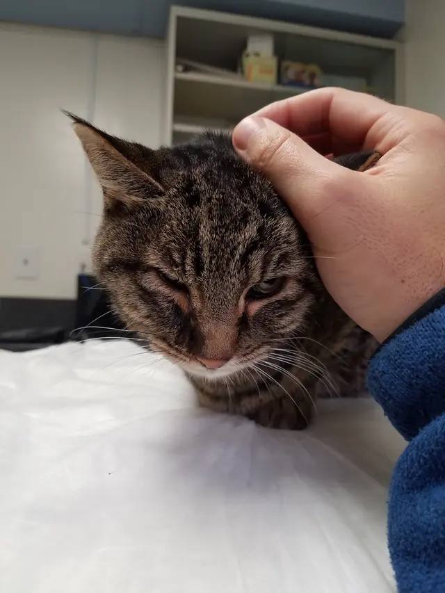 Arguello Pet Hospital — customer photo 6