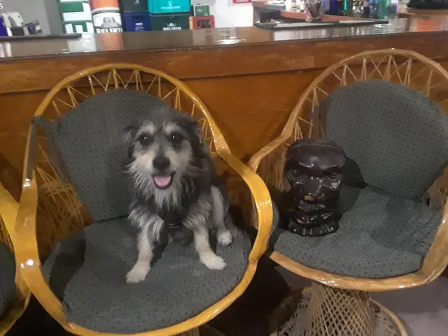 Arguello Pet Hospital — customer photo 10