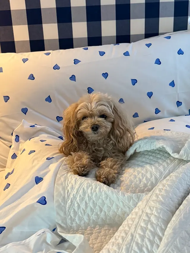 Presidio Way Pet Hospital — customer photo 8