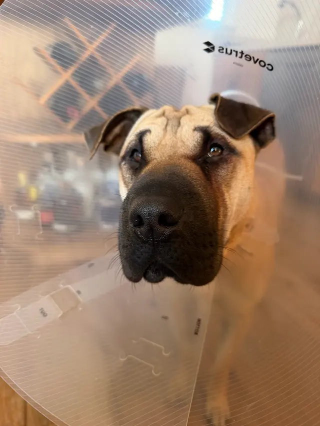 Presidio Way Pet Hospital — customer photo 3
