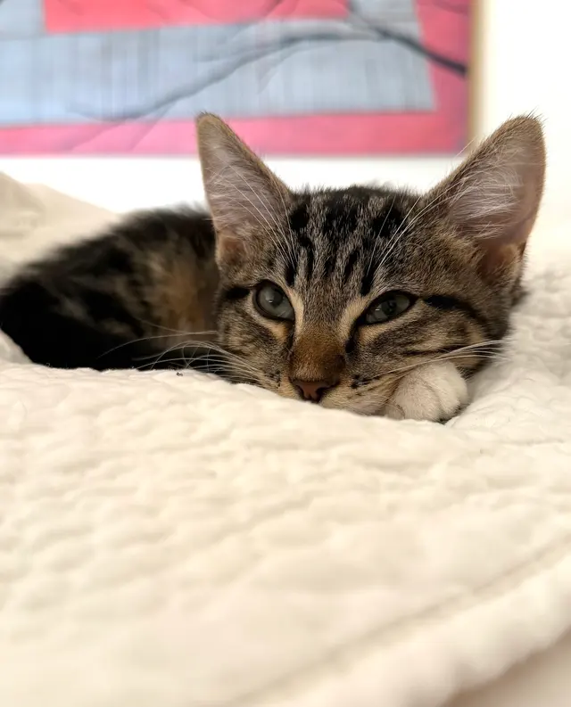 Presidio Way Pet Hospital — customer photo 12