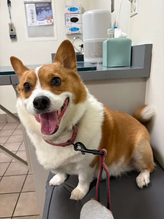 Presidio Way Pet Hospital — customer photo 9
