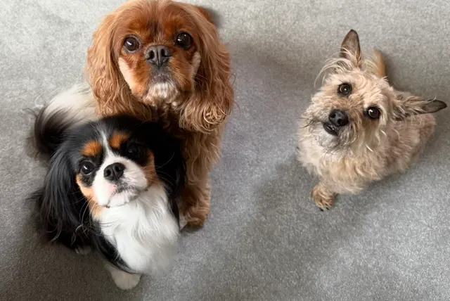 Presidio Way Pet Hospital — customer photo 7